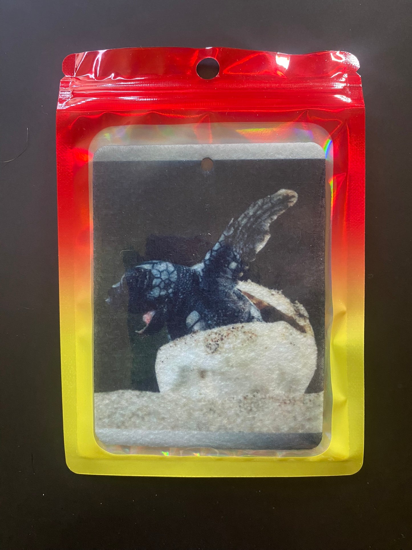 Sea Turtle baby - hatching from egg